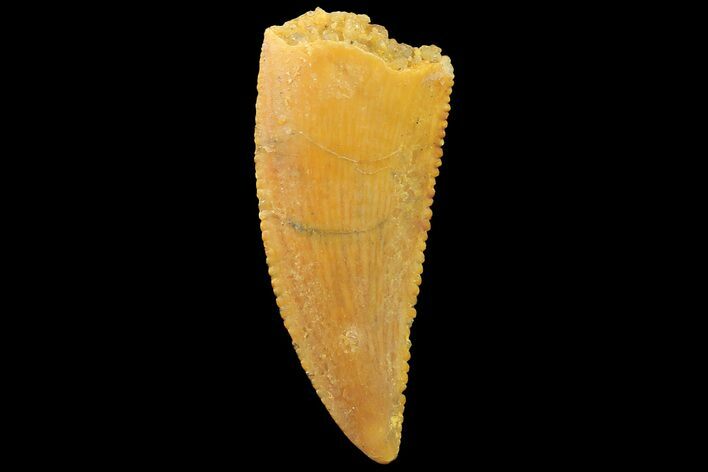 Serrated, Raptor Tooth - Real Dinosaur Tooth #179541
